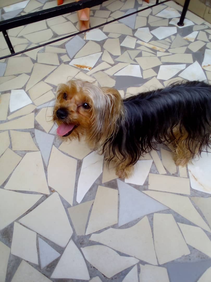 moguez