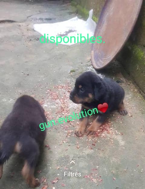 moguez