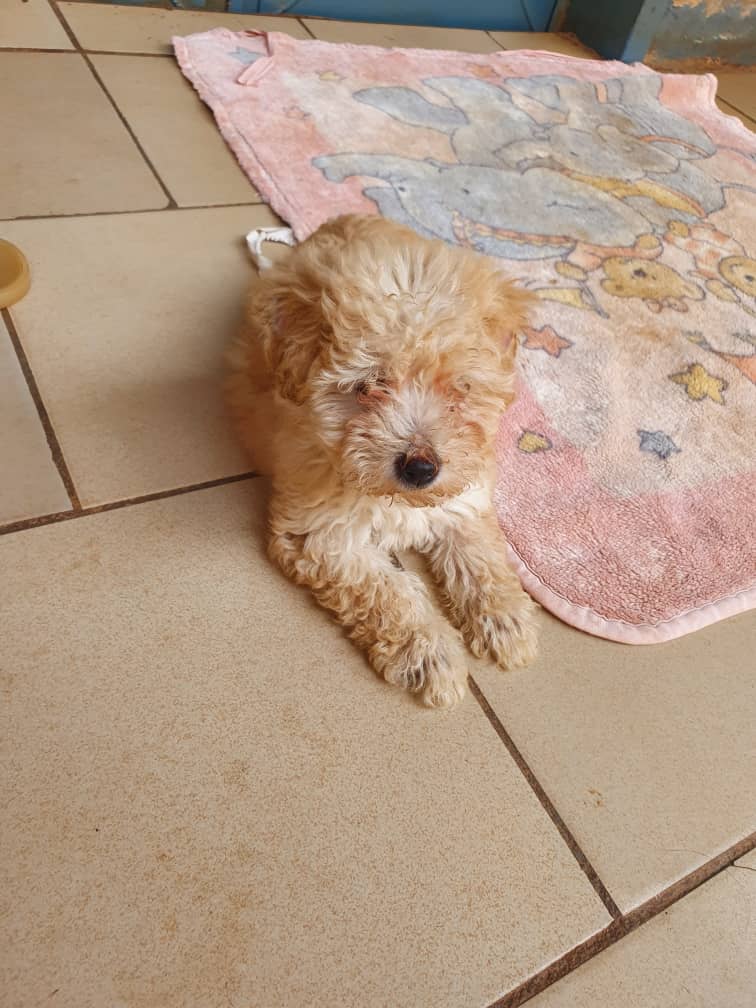 moguez