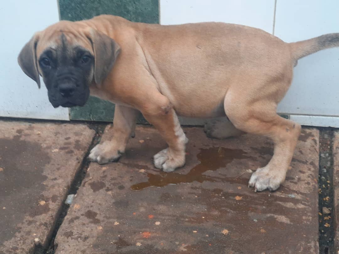 moguez